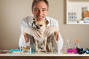 Smiling Veterinarian Holding a Chihuahua in a Medical Clinic, an Animal Photo by Davizro's Market