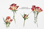 Roses Floral Watercolor Clipart, an Illustration by Artcard Watercolor (Thumbnail 2 of 7)