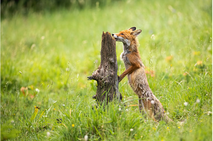 Red fox sniffing stump on meadow in