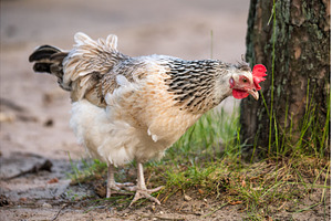 Purebred gray variegated chicken in, an Animal Photo by COLORFUL