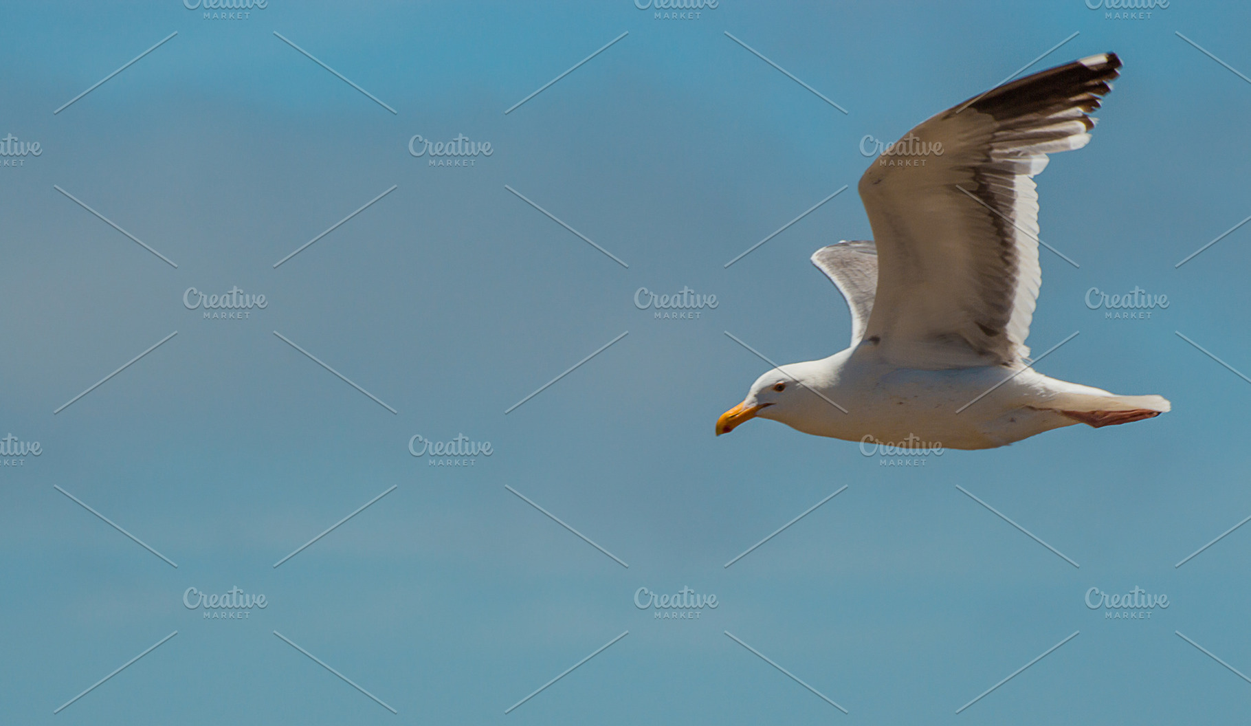 Seagull containing sea, bird, and gull, an Animal Photo by NiccerPhotography