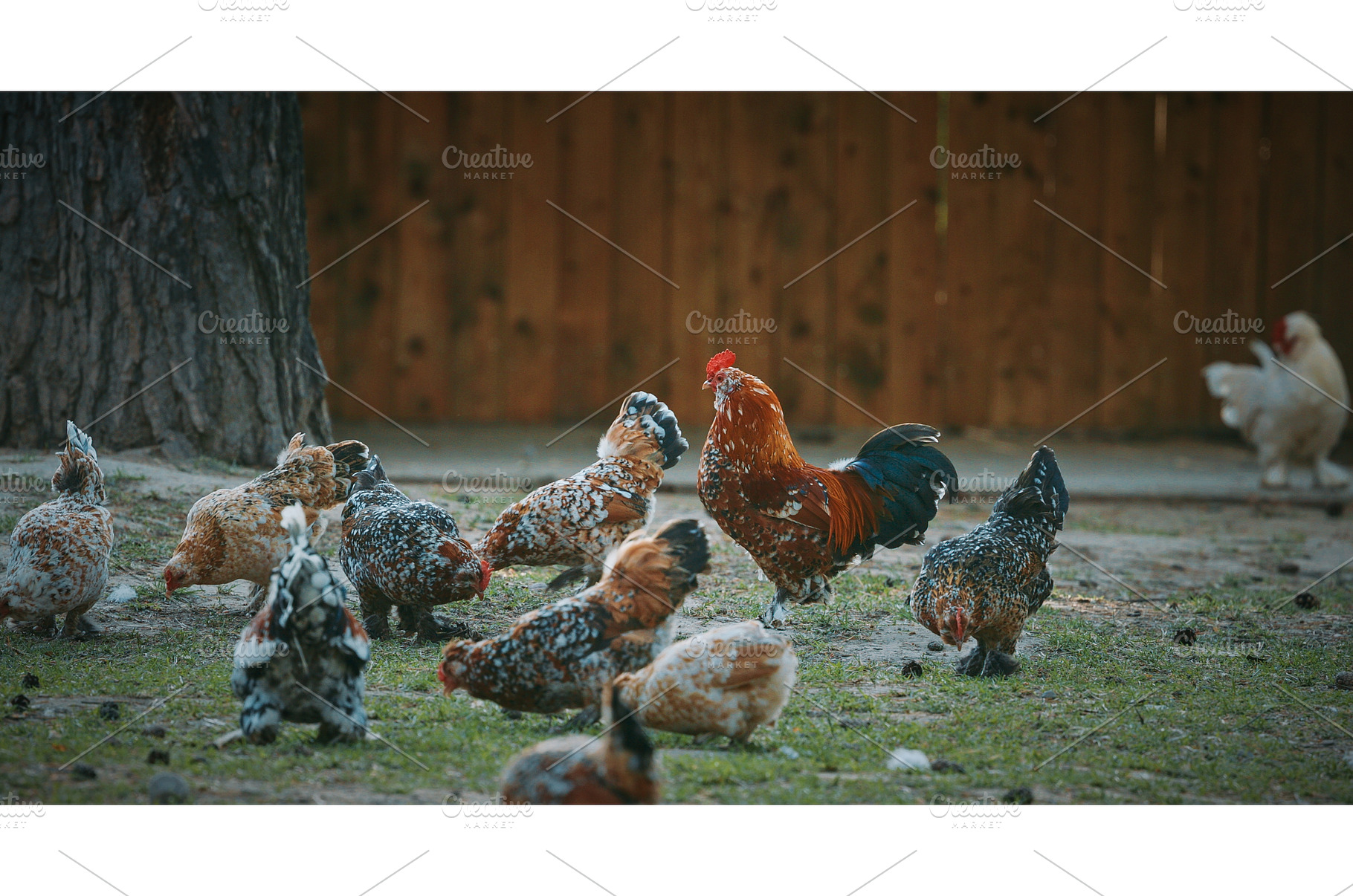 Colorful Rooster Surrounded by Flock, an Animal Photo by Our Amazing World
