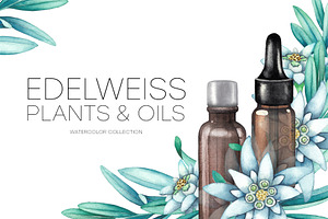 Watercolor Edelweiss Collection