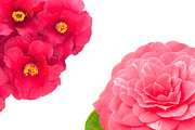 Camellia. Photography set, an Object Graphic by Pullia (Thumbnail 2 of 10)