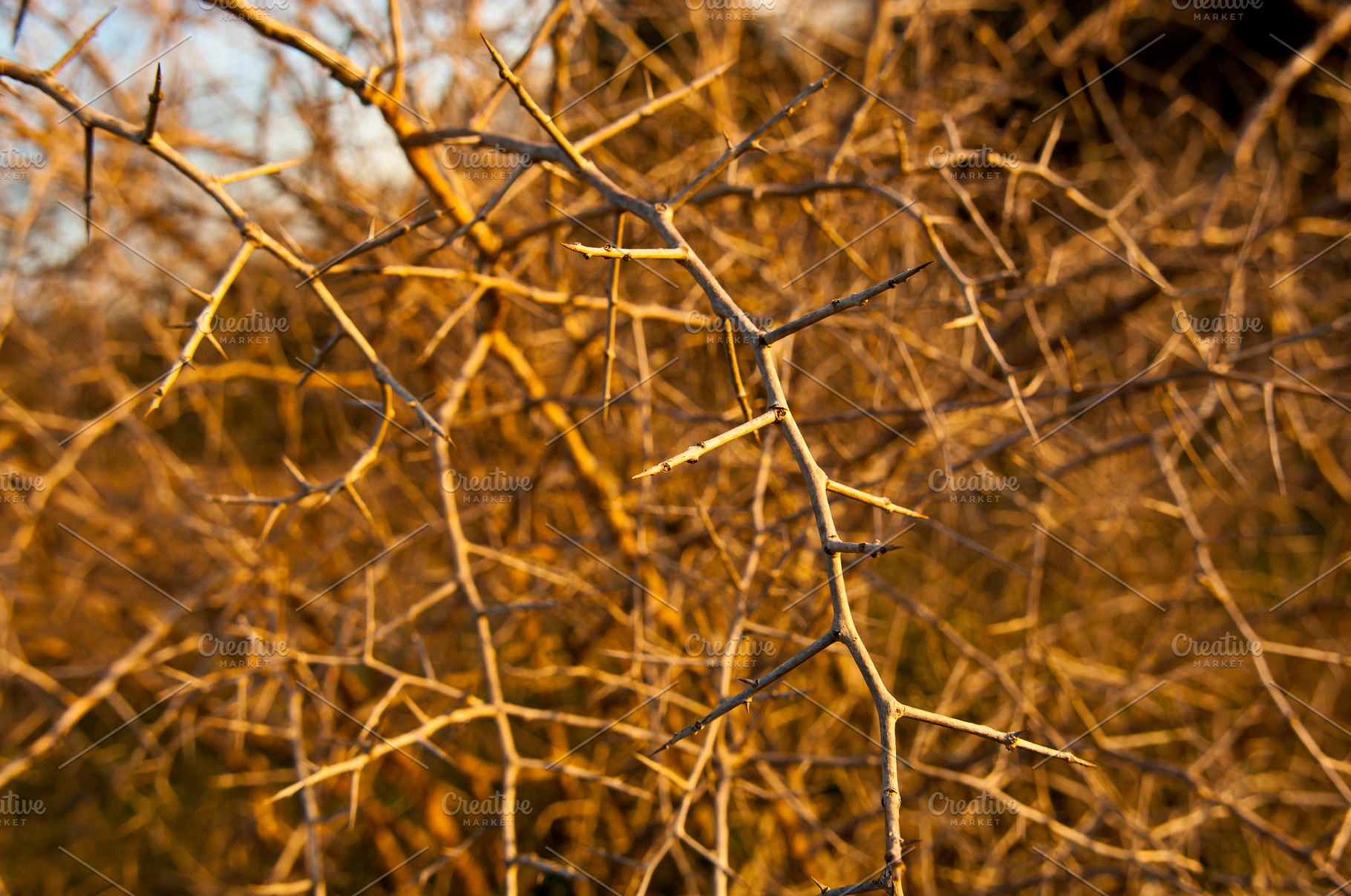 Thorn Bush, a Nature Photo by THP Creative