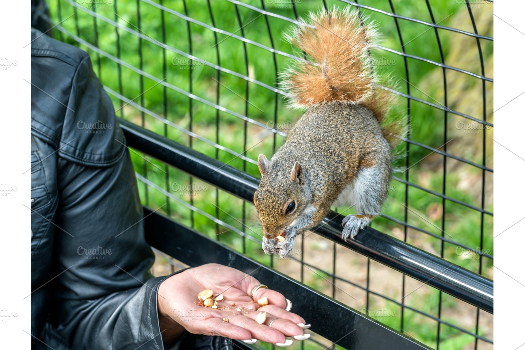 Feeding an Eastern Gray Squirrel in New York City, USA, an Animal Photo by Leonid Andronov