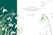 Snowdrops botanical illustration, an Illustration by Olga Koelsch (Thumbnail 6 of 7)