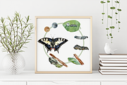 Big Life Cycle Bundle, an Education Illustration by Tati Bordiu (Thumbnail 39 of 43)