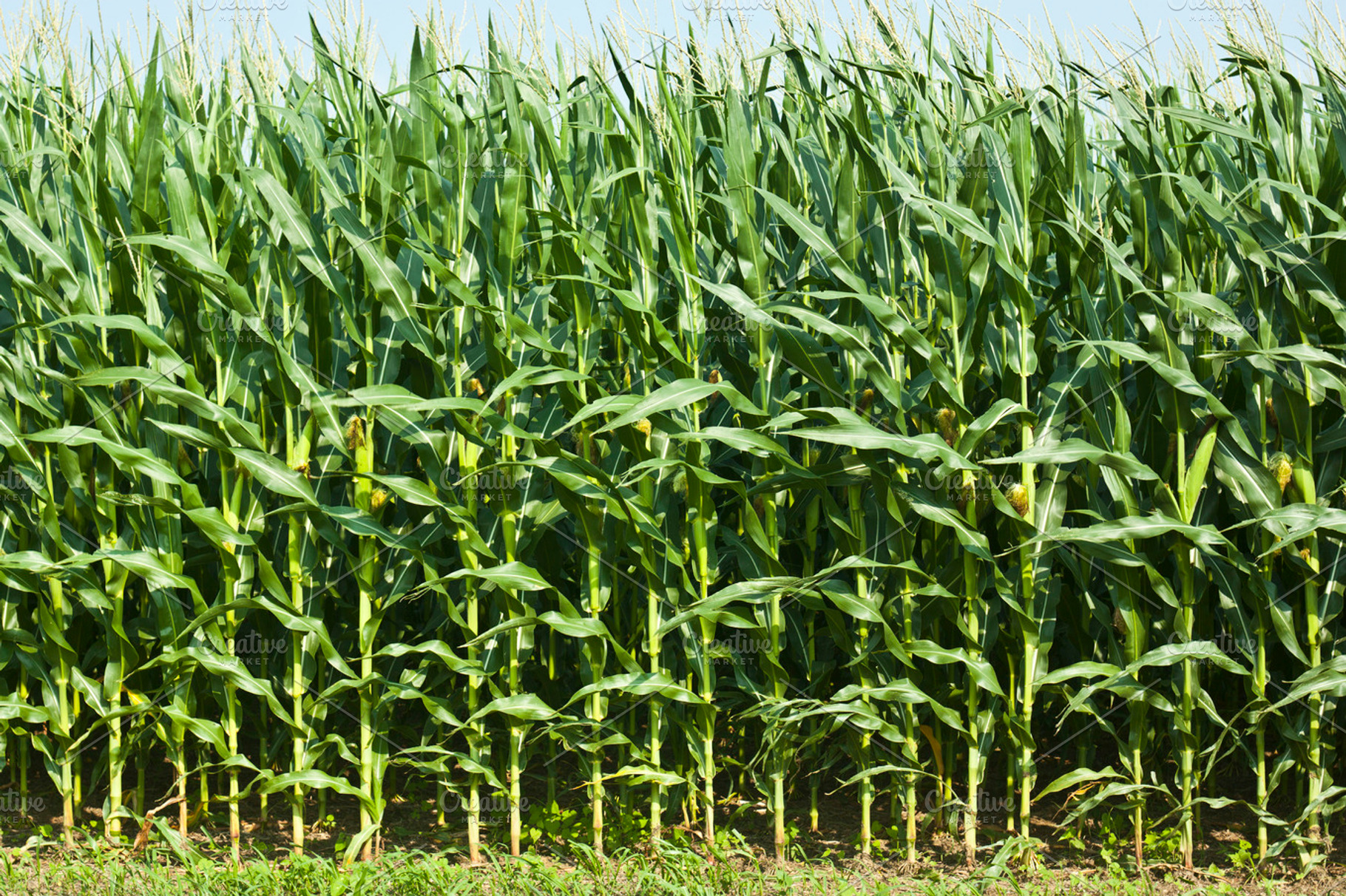 Corn field featuring corn, field, and crop, a Nature Photo by Nefrith