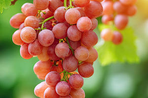 Bunch of ripe grapes hanging on a vine in a lush green garden under sunlight, a Food & Drink Photo by AlyaAnd