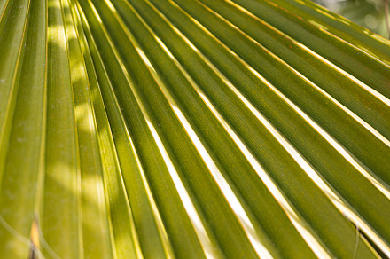 Leaves, a Background Photo by Sova