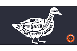 Duck, poultry, hand-drawn