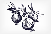 Pomegranates, hand-drawn set, a Decorative Illustration by Good Studio (Thumbnail 3 of 5)