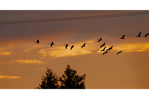 Common Crane Or Grus Grus. Birds, a Graphic by Our Amazing World