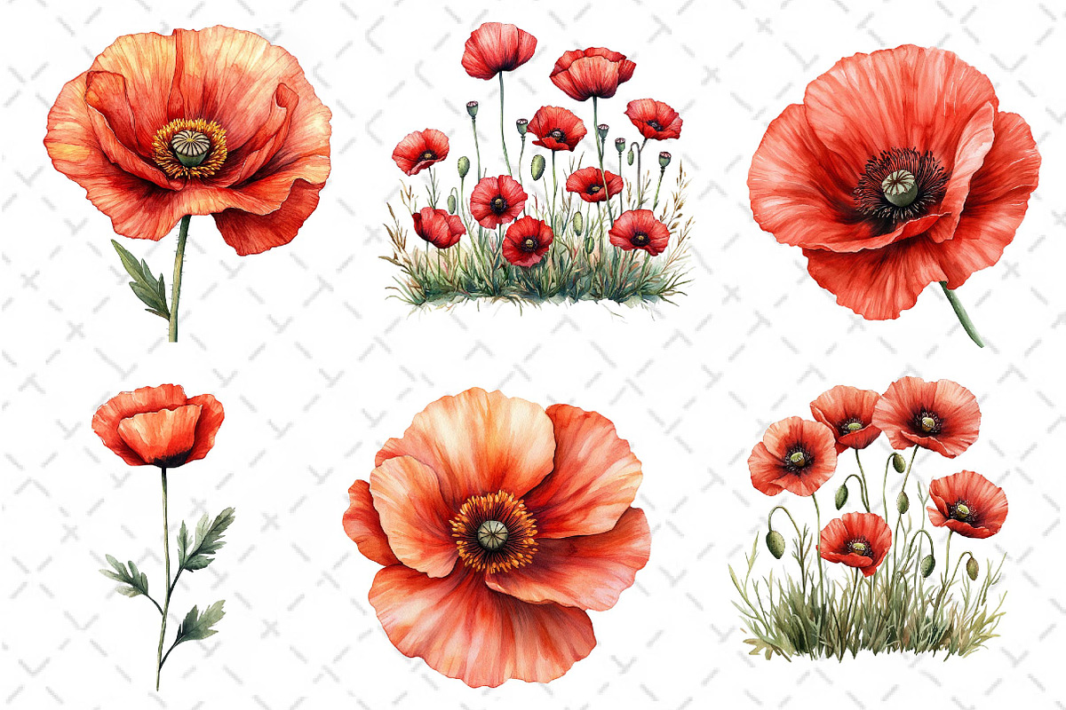 Poppy Flowers Clipart PNG, an Illustration by Dream Creation (Photo 6 of 6)