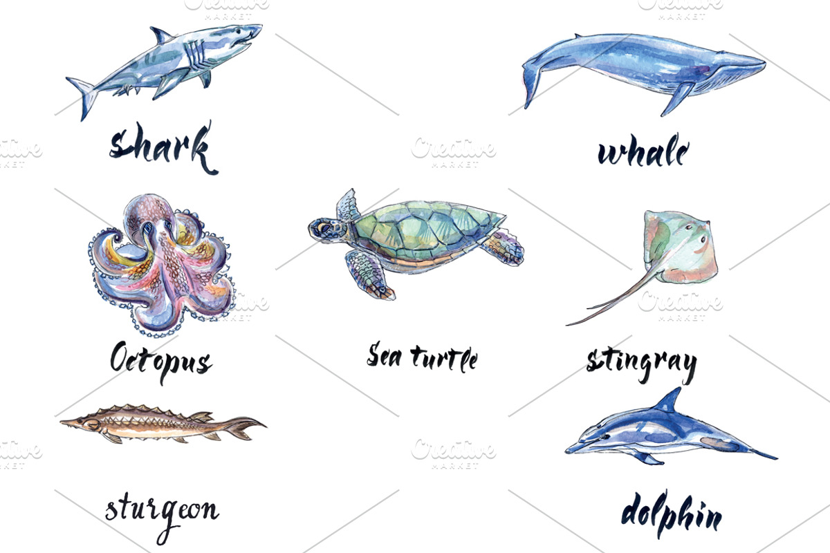 Watercolor sea animals, an Animal Illustration by miminoshka (Photo 2 of 9)