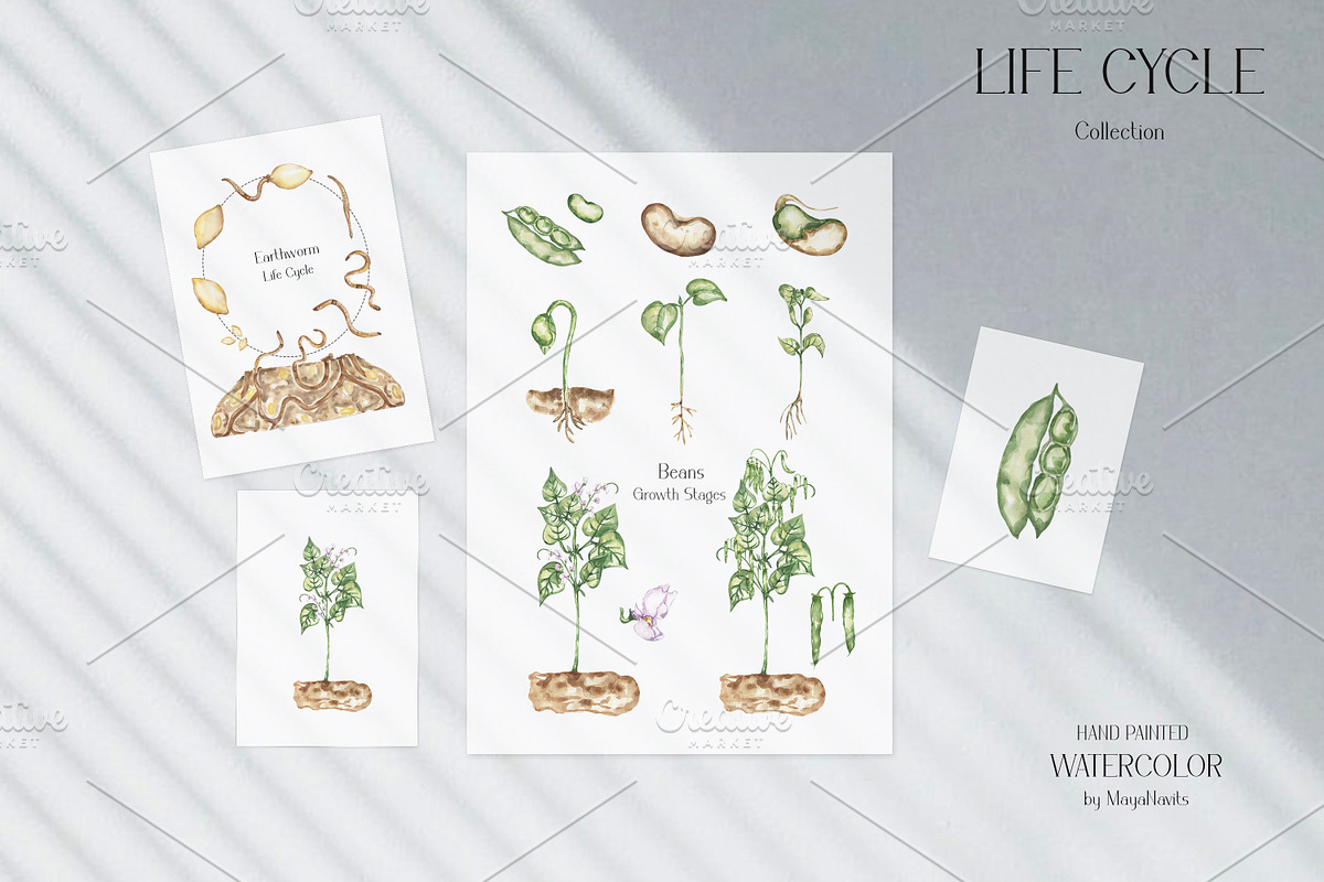 Watercolor Life Cycle Bundle 2, an Education Illustration by MayaNavits (Photo 13 of 14)
