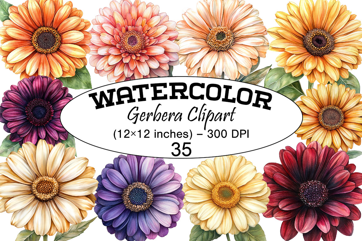 Watercolor Gerbera Clipart, a Seasonal Illustration by Design Market