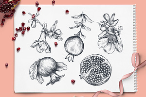 Pomegranate Fruit Vector Set