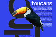Miguer Sans | Contrast Sans, a Sans Serif Font by Jolicia Type (Thumbnail 21 of 21)
