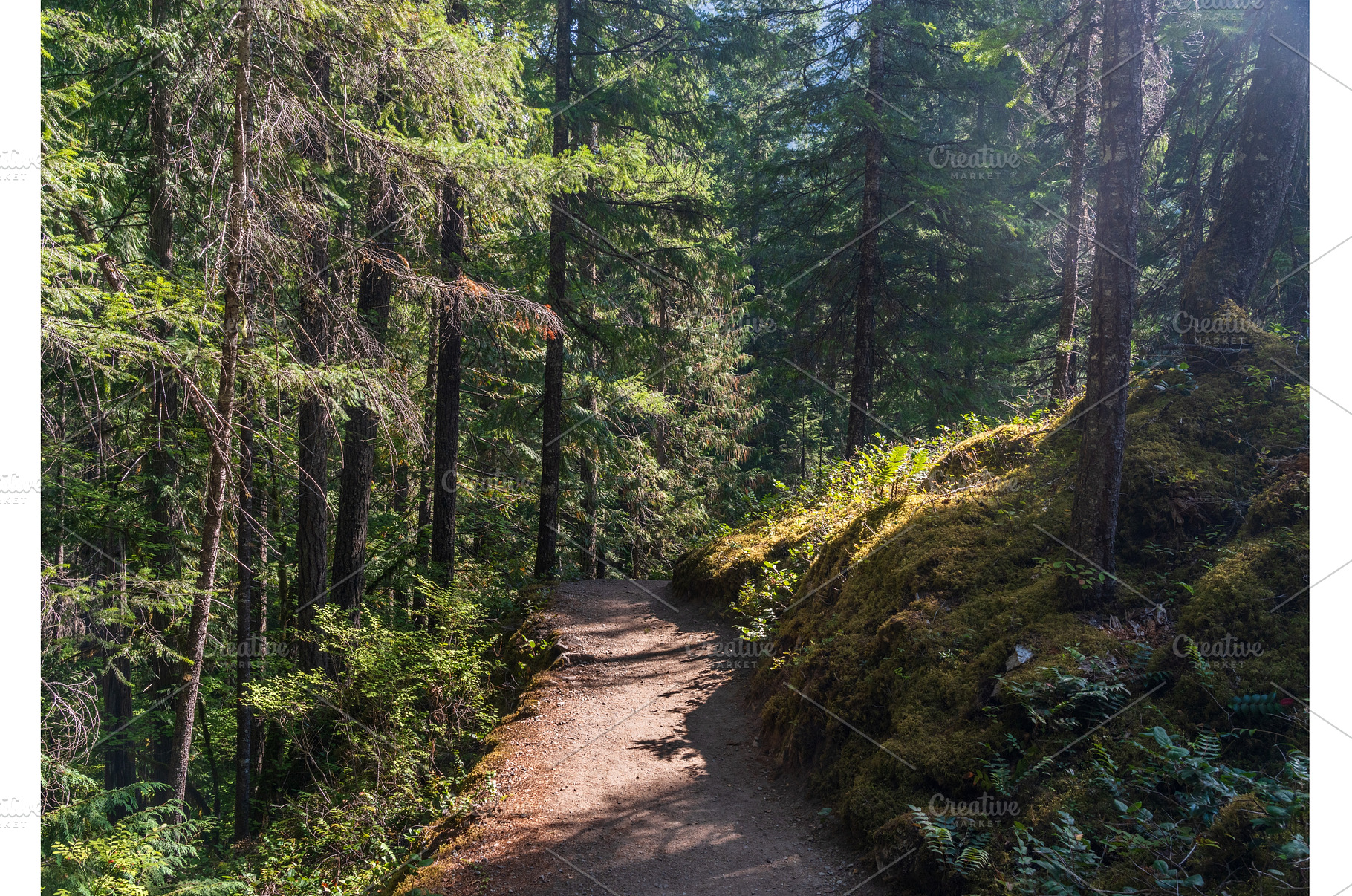 Trees surrounding the Thunder Knob, a Nature Photo by Backyard Stock