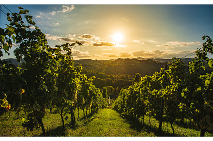 Vineyards landscape famous, a Nature Photo by MadPhotos