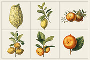 Fruit and Vegetable Art Collection, a Food Illustration by Illusiongraphic (Thumbnail 3 of 14)
