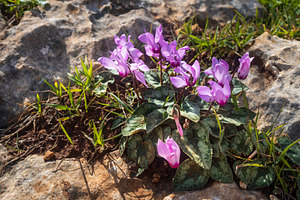 Blooming pink cyclamens, a Nature Photo by Imaginarium