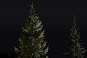 The Siberian Spruce Tree, a Plants & Tree 3D Model by FuturePastCreatives (Thumbnail 1 of 6)
