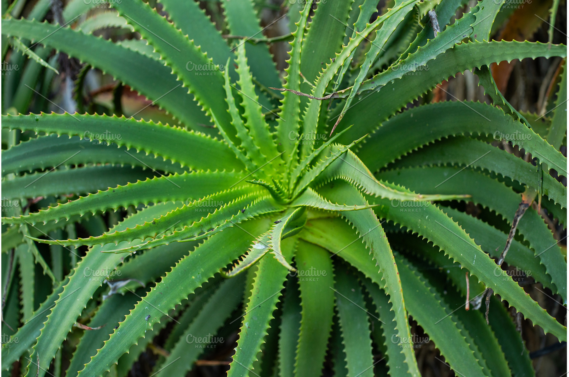 Aloe vera plant displaying vibrant, a Nature Photo by volodymyrshtun13795