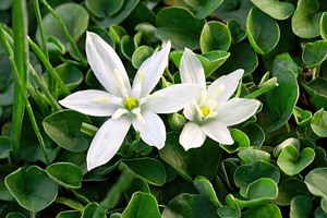 Two delicate white star-shaped flowers blooming in a dichondra lawn, an Abstract Photo by Antonio Gravante Market