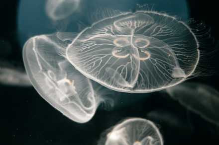 Jellyfish floating in the deep ocean, an Animal Photo by GoodGoods