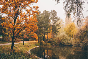 Golden landscape in a park