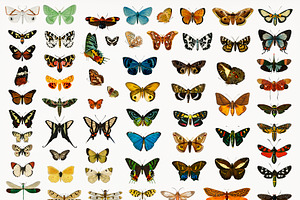 Illustration Of Butterflies PSD