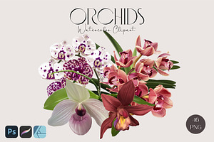 Realistic orchid oil - Bundle flower