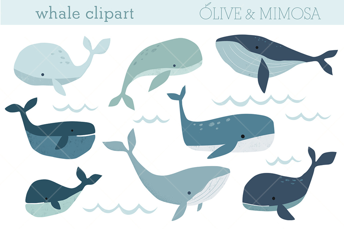 Whale illustrations clipart set, an Animal Illustration by Olive & Mimosa