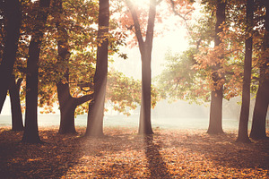 Early morning in the autumn forest