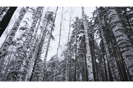 Beautiful view in wild winter forest, a Nature Photo by Media Whale Stock