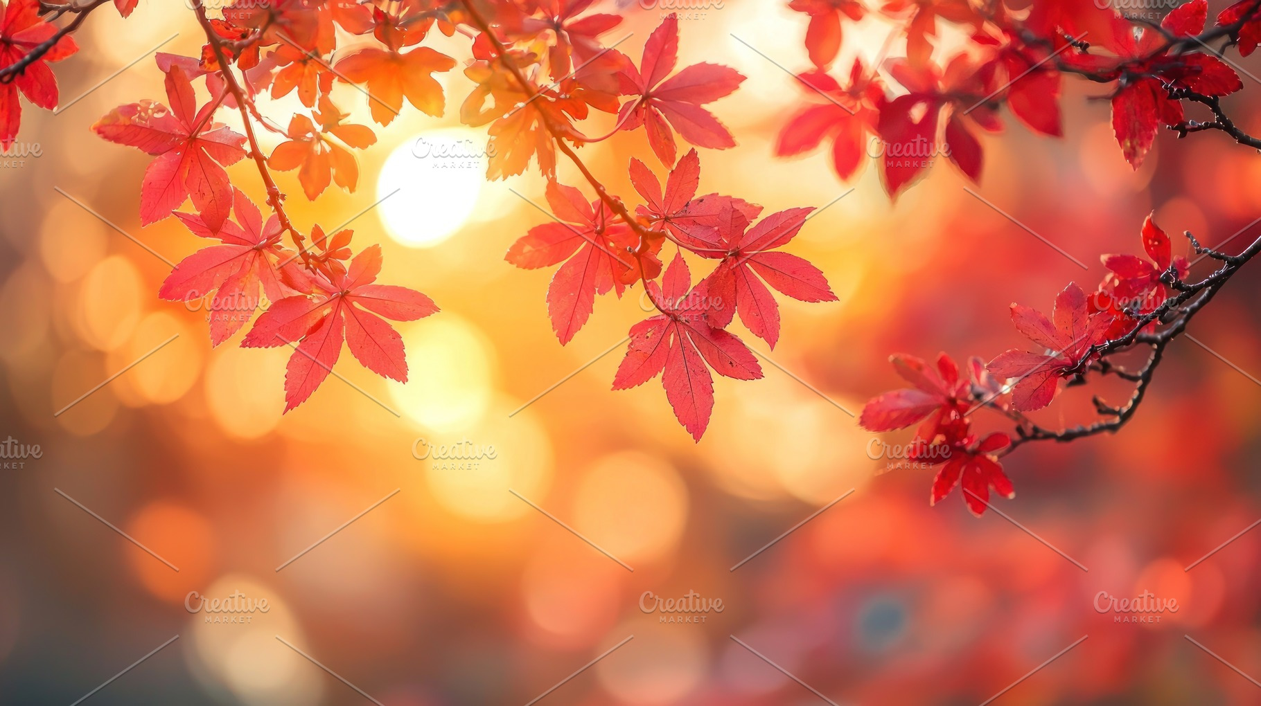 Red autumn leaves on delicate branches glowing in golden sunligh, a Nature Photo by José Manuel Gelpi