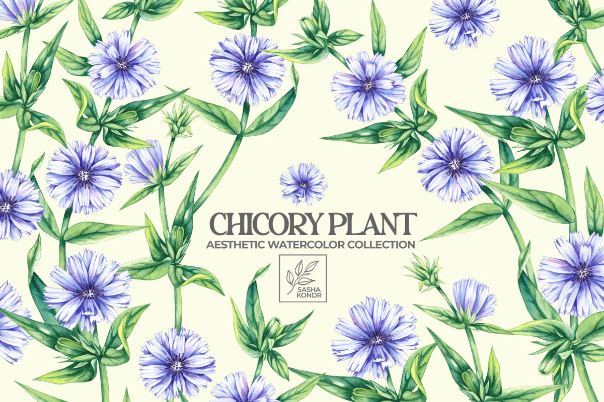Chicory Plant Watercolor Collection, an Illustration by SashaKondr (Photo 1 of 12)