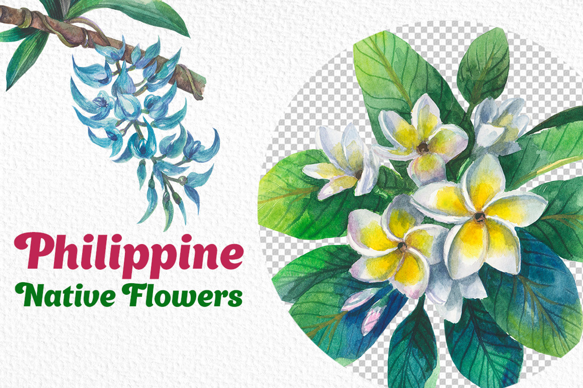 Philippine Native Flowers watercolor, a Decorative Illustration by FITALARTSNEDIGI (Photo 5 of 8)