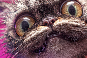 Close-up of a surprised wet cat against a vibrant gradient backg, a Photo by Ales Munt