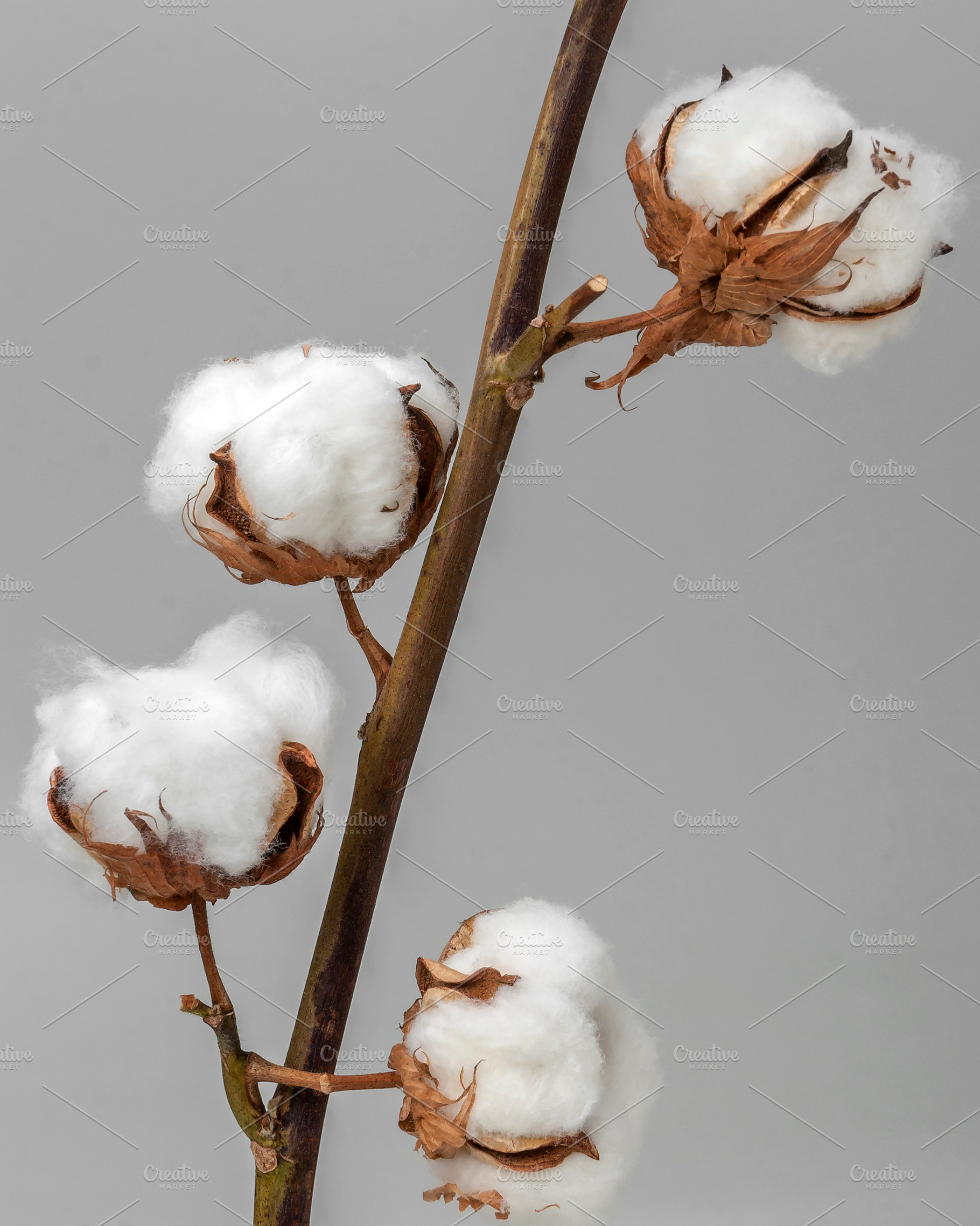 White cotton flower, a Nature Photo by SergeKa