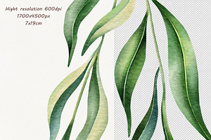 Eucalyptus Willow Watercolor Clipart