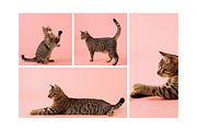 Playful Cat Studio Photo Pack – Pink, an Animal Photo by Animalistica (Thumbnail 2 of 4)