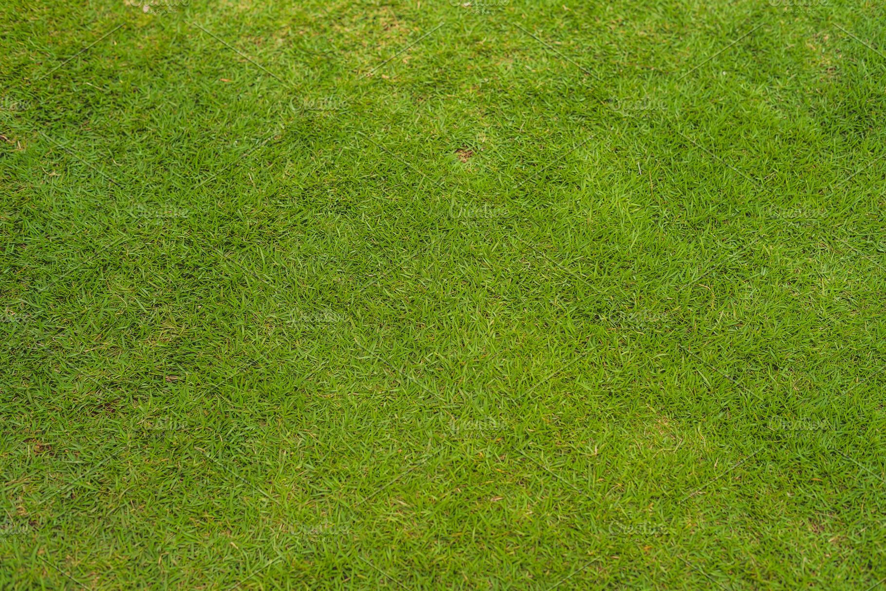 Perfect lawn with green grass view featuring grass, lawn, and field, a Nature Photo by Elizaveta Galitskaya