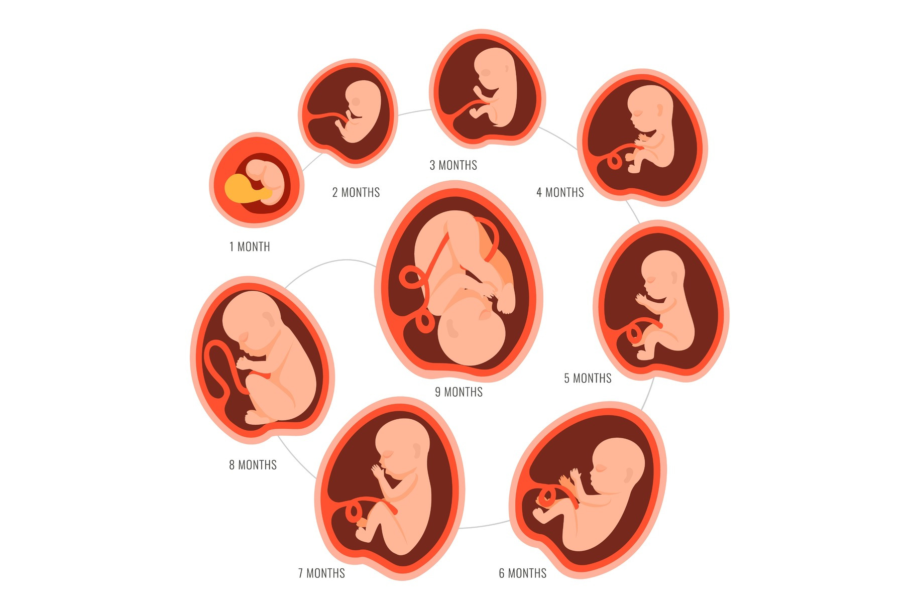 Pregnancy fetal foetus development, an Object Graphic by Shanvood