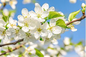 Blooming white cherry blossoms on a, a Nature Photo by Lermont51