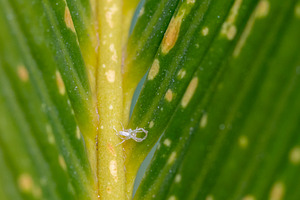 White mealybug crawling on cycad leaf showing fungal infection symptoms, a Photo by Antonio Gravante Market