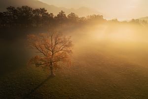 Misty autumn morning in the forest